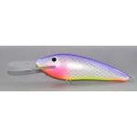 Gidgee Herring Gidgee Herring