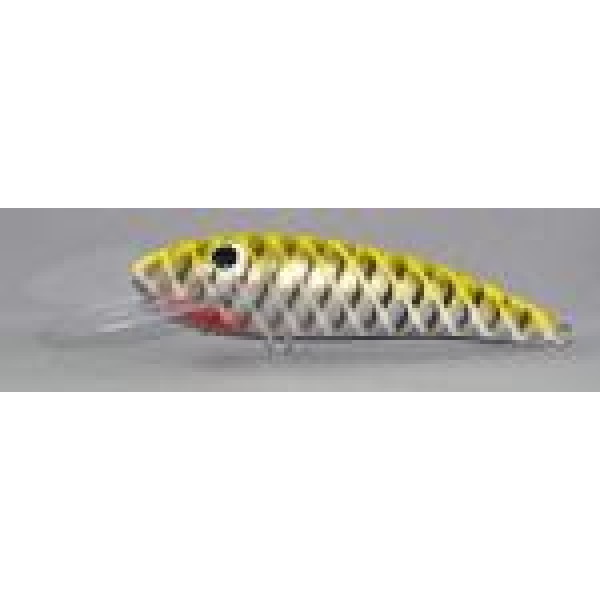 Gidgee Sardinops Gidgee Sardinops