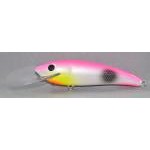 Gidgee Sardinops