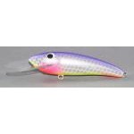 Gidgee Sardinops Gidgee Sardinops