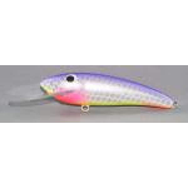 Gidgee Sardinops Gidgee Sardinops