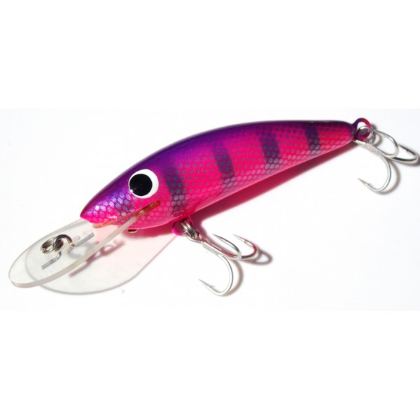 Gidgee Sprat 
